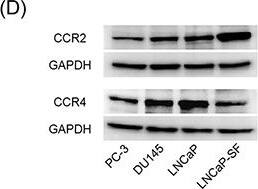 Western Blot: GAPDH Antibody (1D4) [NB300-221] - CCL2 promotes prostate cancer cell migration & induces CCL22 secretion, which is a ligand of CCR4A. Prostate cancer cells are placed in transwell inserts & treated with CCL2 (0–30 ng/ml). After 24-h incubation, PC-3 & DU145 cells that had migrated through the membrane are stained. The mean OD value is read using a microreader at 595 nm. Migration of LNCaP cells is assessed with a wound-healing assay. Data are presented as mean ± SD. B. DU145 cells are co-cultured with THP-1 & U937 cells & treated with CCL2 (30 ng/ml) for 24 h, CM is collected, & CCL17 & CCL22 levels are analyzed using ELISA. The mean OD value is read using a microreader at 450 nm, & data are presented as mean ± SD. C, D. Total RNA & protein are extracted from prostate cancer cells, & CCR2 & CCR4 gene & protein expression levels are analyzed using PCR (C) & western blot (D). E. Prostate cancer cells (1.0 × 105 cells/well) are seeded into 6-well plates & cultured until they reach 60%–70% confluence. Cells are incubated with anti-CCR2 or anti-CCR4 antibody & detected using a second antibody conjugated with FITC (green). Cells are counterstained with 4',6-diamidino-2-phenylindole (blue). Adjustments of brightness, contrast, & size are applied to the whole images of western blot-based analyses without elimination of any information present in the original, including backgrounds. All experiments are performed in triplicate, & mean values are shown. *p < 0.05, **p < 0.01, ***p < 0.001. Image collected & cropped by CiteAb from the following publication (//pubmed.ncbi.nlm.nih.gov/28039457), licensed under a CC-BY license. Not internally tested by Novus Biologicals.