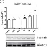 Western Blot: GAPDH Antibody (1D4) [NB300-221] - HMGB1-activated AKT/GSK3 beta / beta -catenin signaling pathways.(a) BEAS-2B cells were treated with different doses of HMGB1 for 10 min & expression of different proteins was detected by western blot. (b) BEAS-2B cells were treated with HMGB1 (300 ng/mL) for different periods & analyzed for expression of different proteins by western blot. (c) BEAS-2B cells were treated with HMGB1 (300 ng/mL) for different periods & analyzed for  beta -catenin expression by western blot. (d) BEAS-2B cells were treated with HMGB1 (300 ng/mL) for different periods & analyzed for  beta -catenin mRNA expression by real-time quantitative PCR. (e) BEAS-2B cells were treated with HMGB1 (300 ng/mL) for different periods & analyzed for nuclear & cytosolic  beta -catenin expression by western blot. (f) BEAS-2B cells were treated with 10 μM PI3K inhibitor (LY294002) & GSK-3 beta  inhibitor (SB415286) for 10 min, & then treated with HMGB1 (300 ng/mL) for 24 h.  beta -catenin expression was assessed by western blot analysis. Quantification of protein expression was performed using ImageJ software. Data are expressed as mean ± SD. *p < 0.05, **p < 0.01, as compared with the control group. #p < 0.05, as compared the HMGB1-treatment group. (A,B) (n = 4); (C–F) (n = 3). (g) Immunofluorescence staining of  beta -catenin (green) was detected by fluorescence microscopy. Data are expressed as mean ± SD (n = 4). *p < 0.05, as compared with the 0-min group. In immunoblotting assay, gels have been run under the same experimental conditions. Then cropped blots were incubated with different primary antibodies for analysis of signaling pathway. Image collected & cropped by CiteAb from the following publication (//pubmed.ncbi.nlm.nih.gov/26739898), licensed under a CC-BY license. Not internally tested by Novus Biologicals.