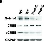 Western Blot: GAPDH Antibody (1D4) [NB300-221] - Notch1 affects CREB phosphorylation & transcription. (A) Immunoblot on whole hippocampal lysates shows a substantial reduction in CamKII in hippocampi of N1cKO as compared to WT.  beta -actin is used as a loading control (n = 3 independent experiments). (B) Quantification of CamKII protein expression between N1cKO & WT normalized to  beta -actin shows a reduction by 78% in N1cKO hippocampi (n = 6 animals per genotype; Student’s t-test, p < 0.05). (C) Western blot on hippocampal lysates shows  ERK1/2 phosphorylation (pERK1/2) in N1cKO is reduced as compared to WT hippocampi.  beta -actin is used as a loading control (n = 3 independent experiments). (D) Quantification of ERK1/2 phosphorylation in N1cKO as compared to WT indicates a 76% decrease in KO samples (n = 6 mice per genotype; Student’s t-test, p < 0.05). (E) Immunoblot on whole hippocampal lysates shows a reduction in CREB phosphorylation in N1cKO as compared to WT (n = 3 independent experiments). (F) Bar graph shows a near to significance 56% reduction in CREB phosphorylation in N1cKO hippocampi as compared to WT (n = 4 animals per genotype; Student’s t-test, p = 0.069). (G) Graph summarizing transcripts expression of CREB targets, Egr1, Bdnf & c-fos, in hippocampi from cage control (CC) & environmental exposed (EE) WT & N1cKO mice (n = 3–4 mice per genotype; Student’s t-test, p < 0.05; Black bars compare WT CC w/ WT EE; gray bars compare WT EE w/ N1cKO EE). (H) Model of proposed Notch1 non-canonical signaling regulations of Reelin, NMDA & CREB pathways described in this study. Elements putatively connecting Notch1/Reelin signaling to Notch1/Glutamaterigic signaling are dotted & are based on existing literature. Data are averages ± SEM & *=p < 0.05; 0 signifies p = 0.5. Image collected & cropped by CiteAb from following publication (//pubmed.ncbi.nlm.nih.gov/26635527), licensed under a CC-BY license. Not internally tested by Novus Biologicals.
