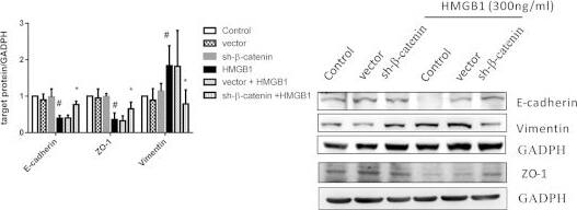Western Blot: GAPDH Antibody (1D4) [NB300-221] - Inhibition of AKT/GSK3 beta / beta -catenin signaling pathway decreased HMGB1-induced EMT.(a) BEAS-2B cells treated w/ 10 μM PI3K inhibitor (LY294002) & GSK-3 beta  inhibitor (SB415286) for 10 min, & then treated w/ HMGB1 (300 ng/mL) for 24 h. Protein expression detected by WB analysis. Quantification of E-cadherin, ZO-1, & vimentin performed using ImageJ software. Data are expressed as mean ± SD (n = 5). #p < 0.05, as compared w/ control group. *p < 0.05, as compared w/ HMGB1-treated group. (b) BEAS-2B cells transduced w/ lentiviral-expressed  beta -catenin shRNA (1 MOI) for 72 h & selected by puromycin. The mRNA from stable clones expressing  beta -catenin-targeting shRNAs analyzed by quantitative real-time PCR. Data are expressed as mean ± SD (n = 5). ##p < 0.01, ###p < 0.001, as compared w/ control group. **p < 0.01, ***p < 0.001, as compared w/ vector group. (c)  beta -catenin protein expression detected by WB analysis in a stable  beta -catenin shRNA BEAS-2B cell clone. Quantification of protein expression performed using ImageJ software. Data are expressed as mean ± SD (n = 3). ##p < 0.01, ###p < 0.001, as compared w/ control group. **p < 0.01, ***p < 0.001, as compared w/ vector group. (d) A stable  beta -catenin shRNA BEAS-2B cell clone treated w/ HMGB1 (300 ng/mL) for 24 h, & protein expression of E-cadherin, ZO-1, & vimentin detected by WB analysis. Quantification of protein expression performed using ImageJ software. Data are expressed as mean ± SD (n = 4). #p < 0.05, as compared w/ control group. *p < 0.05, as compared w/ HMGB1 group. In immunoblotting assay, gels have been run under the same experimental conditions. Then cropped blots incubated w/ different primary antibodies for analysis of signaling pathway. Image collected & cropped by CiteAb from the following publication (//pubmed.ncbi.nlm.nih.gov/26739898), licensed under a CC-BY license. Not internally tested by Novus Biologicals.