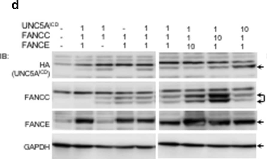 Western Blot: GAPDH Antibody (1D4) [NB300-221] - Reduced expression of UNC5A in FancC−/− cells. a Reduced expression of Unc5A in brain cortex of FancC−/− mice compared to wild-type littermates. Western blotting was performed with the indicated antibodies. Each lane represents a different animal (WT: n = 6; FancC−/−: n = 8). b Bar graph represents ratio of Unc5A normalized to tubulin from WT (n = 6) & FancC−/− mice (n = 8). c Bar graph representation of UNC5A expression normalized to Sdha & Tbp from wild-type (WT) & FancC−/−-derived fibroblasts (n = 3). RLU: Relative light units. d–f HEK293T cells were transfected with UNC5AICD, FANCE & FANCC constructs expressing full-length FANCC (in d), FANCC1–306 (in e) or FANCC307–558 (in f). Constructs were transfected at a molecular ratio of 1:1:1 or with 10 times the molar amount of FANCE, FANCC or UNC5AICD as indicated in the figure. The total amount of transfected plasmid was equalized for all strategies with control empty vectors. Representative immunoblots performed with anti-HA (UNC5AICD), anti-FANCC, anti-FANCE or anti-GAPDH antibodies are shown. Arrows indicate appropriate protein bands. Bar graphs represent the mean fold change ± SEM of UNC5A protein levels normalized to GAPDH compared to 1:1:1 transfection controls in at least 4 separate experiments. *p < 0.05; **p < 0.005 Image collected & cropped by CiteAb from the following publication (//pubmed.ncbi.nlm.nih.gov/30213274), licensed under a CC-BY license. Not internally tested by Novus Biologicals.
