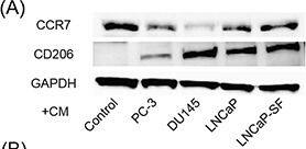 Western Blot: GAPDH Antibody (1D4) [NB300-221] - Co-culture of macrophages & prostate cancer cells increases prostate cancer cell migration & invasion & induces CCL2 secretionA. U937 differentiation to M2 macrophages is determined using western blot analysis. CCR7 (an M1-type macrophage marker) & CD206 (an M2-type macrophage marker) are assayed using proteins extracted from U937 cells treated with PMA for 24 h & exposed to CM of prostate cancer cells. B. Prostate cancer cells are placed in transwell inserts, & CM of U937 & U937-M cells is added. C. Prostate cancer cells are placed in transwell inserts with Matrigel®-coated membranes in the upper compartment, & U937-M cells are placed in the lower compartments. After 24-h incubation, the cells that had migrated through the membrane are stained. The mean optical density (OD) value is read using a microreader at 595 nm. Data are presented as mean ± SD. D. Chemokine arrays comparing the CM of PC-3 cells in monoculture & the CM of PC-3 cells co-cultured with monocyte cells. E. Prostate cancer cells are co-cultured with U937 cells for 24 h, CM is collected, & CCL2 levels are analyzed using ELISA. Adjustments of brightness, contrast, & size are applied to the whole images of western blot-based analyses without elimination of any information present in the original, including backgrounds. The mean OD value is read using a microreader at 450 nm, & data are presented as mean ± SD. All experiments are performed in triplicate, & the mean values are shown. *p < 0.05, **p < 0.01, ***p < 0.001. Image collected & cropped by CiteAb from the following publication (//pubmed.ncbi.nlm.nih.gov/28039457), licensed under a CC-BY license. Not internally tested by Novus Biologicals.
