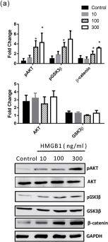Western Blot: GAPDH Antibody (1D4) [NB300-221] - HMGB1-activated AKT/GSK3 beta / beta -catenin signaling pathways.(a) BEAS-2B cells were treated with different doses of HMGB1 for 10 min & expression of different proteins was detected by western blot. (b) BEAS-2B cells were treated with HMGB1 (300 ng/mL) for different periods & analyzed for expression of different proteins by western blot. (c) BEAS-2B cells were treated with HMGB1 (300 ng/mL) for different periods & analyzed for  beta -catenin expression by western blot. (d) BEAS-2B cells were treated with HMGB1 (300 ng/mL) for different periods & analyzed for  beta -catenin mRNA expression by real-time quantitative PCR. (e) BEAS-2B cells were treated with HMGB1 (300 ng/mL) for different periods & analyzed for nuclear & cytosolic  beta -catenin expression by western blot. (f) BEAS-2B cells were treated with 10 μM PI3K inhibitor (LY294002) & GSK-3 beta  inhibitor (SB415286) for 10 min, & then treated with HMGB1 (300 ng/mL) for 24 h.  beta -catenin expression was assessed by western blot analysis. Quantification of protein expression was performed using ImageJ software. Data are expressed as mean ± SD. *p < 0.05, **p < 0.01, as compared with the control group. #p < 0.05, as compared the HMGB1-treatment group. (A,B) (n = 4); (C–F) (n = 3). (g) Immunofluorescence staining of  beta -catenin (green) was detected by fluorescence microscopy. Data are expressed as mean ± SD (n = 4). *p < 0.05, as compared with the 0-min group. In immunoblotting assay, gels have been run under the same experimental conditions. Then cropped blots were incubated with different primary antibodies for analysis of signaling pathway. Image collected & cropped by CiteAb from the following publication (//pubmed.ncbi.nlm.nih.gov/26739898), licensed under a CC-BY license. Not internally tested by Novus Biologicals.
