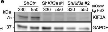 Western Blot: GAPDH Antibody (1D4) [NB300-221] - Stable knockdown of Ift88 or Kif3a inhibits formation of NP cell primary cilia. (a) Ift88 mRNA levels in NP cells transduced with control (ShCtr) or two different ShIft88 clones were measured by qRT-PCR to confirm the knockdown (n ≥ 5). (b) Western blot image showing significant reduction of IFT88 protein levels after the knockdown of Ift88. (c) Densitometry analyses of Western blots confirm significant knockdown of IFT88 (n ≥ 5). (d–f) qRT-PCR, Western blot, & corresponding densitometry analyses, show significant downregulation of KIF3A after stable knockdown using two different ShKif3a clones (n ≥ 4). (g) Acetylated  alpha -tubulin immunofluorescence staining after lentiviral transduction of ShIft88 or ShKif3a shows inhibition of primary cilia formation in majority of rat NP cells. Scale bar = 75 μm. White arrowheads point to primary cilia. (h,i) Quantitation of percentage of NP cells with primary cilia & primary cilium length after stable silencing of Ift88 or Kif3a (n = 3; at least 150 cells/group). Data are represented as scatter plots (mean ± SEM). ns = not significant. One-way ANOVA or Kruskal-Wallis test with Sidak’s, Holm-Sidak’s, or Dunn’s multiple comparison test was used based on the distribution of the data to determine statistical significance. For statistical comparison of the percentages of NP cells with primary cilia, Fisher’s exact test was used. Western blot images were cropped & acquired under same experimental conditions. See Supplementary Fig. S1–1 for un-cropped Western blot images. Image collected & cropped by CiteAb from the following publication (//pubmed.ncbi.nlm.nih.gov/31664118), licensed under a CC-BY license. Not internally tested by Novus Biologicals.