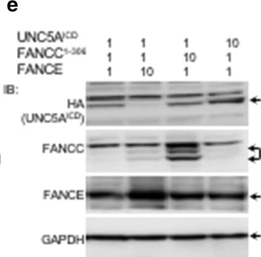 Western Blot: GAPDH Antibody (1D4) [NB300-221] - Reduced expression of UNC5A in FancC−/− cells. a Reduced expression of Unc5A in brain cortex of FancC−/− mice compared to wild-type littermates. Western blotting was performed with the indicated antibodies. Each lane represents a different animal (WT: n = 6; FancC−/−: n = 8). b Bar graph represents ratio of Unc5A normalized to tubulin from WT (n = 6) & FancC−/− mice (n = 8). c Bar graph representation of UNC5A expression normalized to Sdha & Tbp from wild-type (WT) & FancC−/−-derived fibroblasts (n = 3). RLU: Relative light units. d–f HEK293T cells were transfected with UNC5AICD, FANCE & FANCC constructs expressing full-length FANCC (in d), FANCC1–306 (in e) or FANCC307–558 (in f). Constructs were transfected at a molecular ratio of 1:1:1 or with 10 times the molar amount of FANCE, FANCC or UNC5AICD as indicated in the figure. The total amount of transfected plasmid was equalized for all strategies with control empty vectors. Representative immunoblots performed with anti-HA (UNC5AICD), anti-FANCC, anti-FANCE or anti-GAPDH antibodies are shown. Arrows indicate appropriate protein bands. Bar graphs represent the mean fold change ± SEM of UNC5A protein levels normalized to GAPDH compared to 1:1:1 transfection controls in at least 4 separate experiments. *p < 0.05; **p < 0.005 Image collected & cropped by CiteAb from the following publication (//pubmed.ncbi.nlm.nih.gov/30213274), licensed under a CC-BY license. Not internally tested by Novus Biologicals.