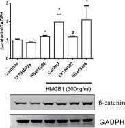 Western Blot: GAPDH Antibody (1D4) [NB300-221] - HMGB1-activated AKT/GSK3 beta / beta -catenin signaling pathways.(a) BEAS-2B cells were treated with different doses of HMGB1 for 10 min & expression of different proteins was detected by western blot. (b) BEAS-2B cells were treated with HMGB1 (300 ng/mL) for different periods & analyzed for expression of different proteins by western blot. (c) BEAS-2B cells were treated with HMGB1 (300 ng/mL) for different periods & analyzed for  beta -catenin expression by western blot. (d) BEAS-2B cells were treated with HMGB1 (300 ng/mL) for different periods & analyzed for  beta -catenin mRNA expression by real-time quantitative PCR. (e) BEAS-2B cells were treated with HMGB1 (300 ng/mL) for different periods & analyzed for nuclear & cytosolic  beta -catenin expression by western blot. (f) BEAS-2B cells were treated with 10 μM PI3K inhibitor (LY294002) & GSK-3 beta  inhibitor (SB415286) for 10 min, & then treated with HMGB1 (300 ng/mL) for 24 h.  beta -catenin expression was assessed by western blot analysis. Quantification of protein expression was performed using ImageJ software. Data are expressed as mean ± SD. *p < 0.05, **p < 0.01, as compared with the control group. #p < 0.05, as compared the HMGB1-treatment group. (A,B) (n = 4); (C–F) (n = 3). (g) Immunofluorescence staining of  beta -catenin (green) was detected by fluorescence microscopy. Data are expressed as mean ± SD (n = 4). *p < 0.05, as compared with the 0-min group. In immunoblotting assay, gels have been run under the same experimental conditions. Then cropped blots were incubated with different primary antibodies for analysis of signaling pathway. Image collected & cropped by CiteAb from the following publication (//pubmed.ncbi.nlm.nih.gov/26739898), licensed under a CC-BY license. Not internally tested by Novus Biologicals.