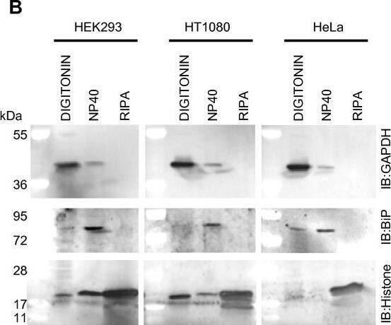Western Blot: GAPDH Antibody (1D4) [NB300-221] - Application of the approach to other cell lines. (A) HT1080 cells (2 × 105) & HeLa cells (1 × 105) were plated in the wells of a 12 well plate & the digitonin concentration required for optimal extraction of the cytosol was determined as in Figure1. (B) The remainder of the protocol from Figure 2 was then applied using 100 μg/ml digitonin as the optimal cytosolic extract in each case. An aliquot of each extract was then analyzed by 4-12% SDS PAGE followed by Western blotting & probing with antibodies to GAPDH, BiP & Histone H3 (Used as an alternative nuclear marker due to weakness of the Lamin A signal in HeLa cells). (C) Samples were analyzed by 4-12% SDS PAGE followed by staining with Coomassie blue & then silver staining showing the difference in protein composition of each sample. The bracket alongside the gels marks the position of Histones in the RIPA nuclear extract & the asterisk next to the silver stained gels denotes protein bands unique to the E-RIPA extracts. Image collected & cropped by CiteAb from the following publication (//pubmed.ncbi.nlm.nih.gov/20003239), licensed under a CC-BY license. Not internally tested by Novus Biologicals.