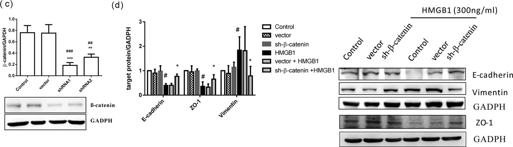 Western Blot: GAPDH Antibody (1D4) [NB300-221] - Inhibition of AKT/GSK3 beta / beta -catenin signaling pathway decreased HMGB1-induced EMT.(a) BEAS-2B cells treated w/ 10 μM PI3K inhibitor (LY294002) & GSK-3 beta  inhibitor (SB415286) for 10 min, & then treated w/ HMGB1 (300 ng/mL) for 24 h. Protein expression detected by WB analysis. Quantification of E-cadherin, ZO-1, & vimentin performed using ImageJ software. Data are expressed as mean ± SD (n = 5). #p < 0.05, as compared w/ control group. *p < 0.05, as compared w/ HMGB1-treated group. (b) BEAS-2B cells transduced w/ lentiviral-expressed  beta -catenin shRNA (1 MOI) for 72 h & selected by puromycin. The mRNA from stable clones expressing  beta -catenin-targeting shRNAs analyzed by quantitative real-time PCR. Data are expressed as mean ± SD (n = 5). ##p < 0.01, ###p < 0.001, as compared w/ control group. **p < 0.01, ***p < 0.001, as compared w/ vector group. (c)  beta -catenin protein expression detected by WB analysis in a stable  beta -catenin shRNA BEAS-2B cell clone. Quantification of protein expression performed using ImageJ software. Data are expressed as mean ± SD (n = 3). ##p < 0.01, ###p < 0.001, as compared w/ control group. **p < 0.01, ***p < 0.001, as compared w/ vector group. (d) A stable  beta -catenin shRNA BEAS-2B cell clone treated w/ HMGB1 (300 ng/mL) for 24 h, & protein expression of E-cadherin, ZO-1, & vimentin detected by WB analysis. Quantification of protein expression performed using ImageJ software. Data are expressed as mean ± SD (n = 4). #p < 0.05, as compared w/ control group. *p < 0.05, as compared w/ HMGB1 group. In immunoblotting assay, gels have been run under the same experimental conditions. Then cropped blots incubated w/ different primary antibodies for analysis of signaling pathway. Image collected & cropped by CiteAb from the following publication (//pubmed.ncbi.nlm.nih.gov/26739898), licensed under a CC-BY license. Not internally tested by Novus Biologicals.