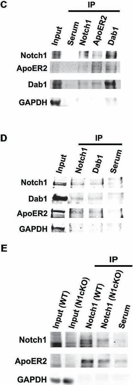 Western Blot: GAPDH Antibody (1D4) [NB300-221] - Notch1, ApoER2 & Dab1 colocalize in hippocampal neurons. (A) Representative image of fluorescent immunolabeling shows that Notch1 is localized in a subset of CA3 neurons, co-expressing Dab1 & ApoER2 (magnified insert). ApoER2 is highly expressed in all CA3 neurons. (B) Fluorescent immunolabeling shows the distribution of Notch1 & Dab1 as compared to Arc/Arg3.1 in CA3 neurons. (B′) Close up of a dendrite showing colocalization of the three proteins (white arrowheads). (C) Western blot analysis on immunoprecipitated samples from whole hippocampal lysate shows that Notch1 displays a strong interaction with Dab1 whereas Notch1 & ApoER2 interaction appears weaker in the preparation (n = 4 independent experiments). (D) Immunolabeling on immunoprecipitated samples from whole cortical lysates show that Notch1 & Dab1 interact. ApoER2 is bound to both Notch1 & Dab1 (n = 3 independent experiments). (E) Co-IP from synaptosomal membrane fractions reveals a stronger interaction between Notch1 & ApoER2, which is reduced in the N1cKO (n = 3 independent pulldowns). In (C–E) GAPDH is used as a loading control for the inputs & to detect contamination in the IP samples. Scale bar in (A) is 50 μm & (B) 25 μm. Image collected & cropped by CiteAb from the following publication (//pubmed.ncbi.nlm.nih.gov/26635527), licensed under a CC-BY license. Not internally tested by Novus Biologicals.