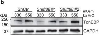 Western Blot: GAPDH Antibody (1D4) [NB300-221] - Knockdown of Ift88 or Kif3a in NP cells does not affect hyperosmotic upregulation of TonEBP. (a) TonEBP/Nfat5 mRNA levels in NP cells with Ift88 knockdown (n ≥ 5). (b) Western blot image showing increased TonEBP expression in response to hyperosmolarity (550 mOsm/kg H2O) independently of Ift88 knockdown. (c) Densitometry analyses of TonEBP with Ift88 knockdown (n ≥ 4). (d) TonEBP/Nfat5 mRNA levels in NP cells with Kif3a knockdown (n ≥ 3). (e) Western blot image showing that hyperosmotic induction of TonEBP is maintained after Kif3a knockdown. (f) Densitometry analyses of TonEBP after Kif3a knockdown (n ≥ 4). Data are represented as scatter plots (mean ± SEM). ns = not significant. One-way ANOVA or Kruskal-Wallis test with Sidak’s or Dunn’s multiple comparison test was used based on the distribution of the data to determine statistical significance. Western blot images were cropped & acquired under same experimental conditions. See Supplementary Fig. S1-1 for un-cropped Western blot images. Image collected & cropped by CiteAb from the following publication (//pubmed.ncbi.nlm.nih.gov/31664118), licensed under a CC-BY license. Not internally tested by Novus Biologicals.