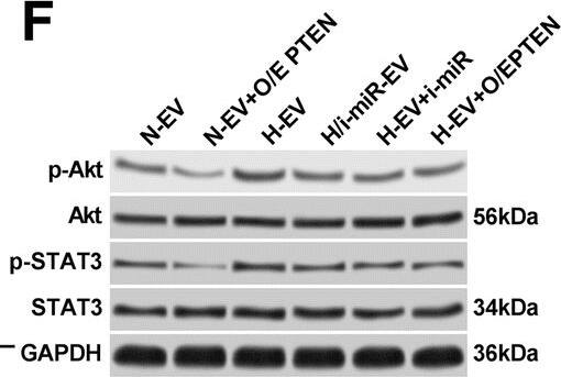 Western Blot: GAPDH Antibody (1D4) [NB300-221] - N-EV & H-EV treatment promote macrophage M2 polarization by delivering miR-21-5p that targets PTEN. a, western blot analysis of PTEN protein expression level in induced macrophages. H/i-miR-EV, monocytes were induced with the presence of EV secreted by miR-21-5p-inhibited, hypoxia pre-challenged MSCs; H-EV + i-miR, monocytes were transfected with miR-21-5p inhibitor-expressing vector before induction with the presence of H-EV. Macrophages induced without MSC-EV were used as negative control (NC). b, c, flow cytometry determining the percentage of CD163+CD206+ cells among total CD68+ cells after induction. N-EV + O/E PTEN or H-EV + O/E PTEN, monocytes were transfected with PTEN overexpressing vector before N-EV or H-EV treatment, respectively. d–f, western blot detecting Akt & STAT3 protein expression as well as their activating phosphorylation (p-Ser473 for Akt & p-tyr705 for STAT3) in macrophages after induction. g–i, ELISA evaluating IL-10, TGF-beta  & VEGF-alpha  in macrophage culture medium after induction. Macrophages induced with the presence of N-EV were used as negative control in b–i. Tukey’s test was used for statistical analysis. *, p < 0.05; **, p < 0.01; ***, p < 0.001; ****, p < 0.0001 Image collected & cropped by CiteAb from the following publication (//pubmed.ncbi.nlm.nih.gov/30736829), licensed under a CC-BY license. Not internally tested by Novus Biologicals.