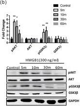 Western Blot: GAPDH Antibody (1D4) [NB300-221] - HMGB1-activated AKT/GSK3 beta / beta -catenin signaling pathways.(a) BEAS-2B cells were treated with different doses of HMGB1 for 10 min & expression of different proteins was detected by western blot. (b) BEAS-2B cells were treated with HMGB1 (300 ng/mL) for different periods & analyzed for expression of different proteins by western blot. (c) BEAS-2B cells were treated with HMGB1 (300 ng/mL) for different periods & analyzed for  beta -catenin expression by western blot. (d) BEAS-2B cells were treated with HMGB1 (300 ng/mL) for different periods & analyzed for  beta -catenin mRNA expression by real-time quantitative PCR. (e) BEAS-2B cells were treated with HMGB1 (300 ng/mL) for different periods & analyzed for nuclear & cytosolic  beta -catenin expression by western blot. (f) BEAS-2B cells were treated with 10 μM PI3K inhibitor (LY294002) & GSK-3 beta  inhibitor (SB415286) for 10 min, & then treated with HMGB1 (300 ng/mL) for 24 h.  beta -catenin expression was assessed by western blot analysis. Quantification of protein expression was performed using ImageJ software. Data are expressed as mean ± SD. *p < 0.05, **p < 0.01, as compared with the control group. #p < 0.05, as compared the HMGB1-treatment group. (A,B) (n = 4); (C–F) (n = 3). (g) Immunofluorescence staining of  beta -catenin (green) was detected by fluorescence microscopy. Data are expressed as mean ± SD (n = 4). *p < 0.05, as compared with the 0-min group. In immunoblotting assay, gels have been run under the same experimental conditions. Then cropped blots were incubated with different primary antibodies for analysis of signaling pathway. Image collected & cropped by CiteAb from the following publication (//pubmed.ncbi.nlm.nih.gov/26739898), licensed under a CC-BY license. Not internally tested by Novus Biologicals.