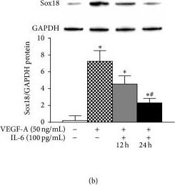 Western Blot: GAPDH Antibody (1D4) [NB300-221] - IL-6 negatively regulates EC differentiation: the effect of IL-6 on VEGF-A-stimulated differentiation of MSCs into ECs was examined. IL-6R & VEGFR-2 mRNA expression was analyzed by RT-PCR & normalized to GAPDH (n = 3) (a). Sox18 protein levels were measured by Western blot analysis & normalized to GAPDH (n = 3) (b). Expression of EC markers was determined by FACS analysis, & a representative grid is shown (n = 3–6) ((c)–(g)). Endothelial tube formation was examined using an angiogenesis assay (n = 3) ((d)–(h)). Experiments were performed with samples taken from independent BM-MSC cultures from separate microswine. HUVECs were excluded from statistical analyses. Data are shown as mean ± SD. ∗p < 0.05 versus naïve MSCs & #p < 0.05 MSCs treated with VEGF-A versus VEGF-A plus IL-6 cotreatment. Image collected & cropped by CiteAb from the following publication (//pubmed.ncbi.nlm.nih.gov/26106428), licensed under a CC-BY license. Not internally tested by Novus Biologicals.