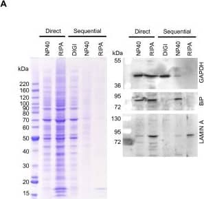 Western Blot: GAPDH Antibody (1D4) [NB300-221] - Demonstration of the advantages of crude fractionation over whole cell lysis & scale up of the approach. (A) HEK293 cells were plated at a density of 4 × 105 cells per well of a 12 well plate & subsequently lysed directly in NP40 or RIPA lysis buffer or processed according to the protocol in Figure 2 (Sequential). An aliquot of each extract was then analyzed by 4-12% SDS PAGE followed by staining with Coomassie blue or by Western blotting & probing with antibodies to various marker proteins of specific intracellular organelles as previously. (B) HEK293 cells were plated at a density of 4 × 105 cells per well of a 12 well dish & then transfected the next day in triplicate with 400 ng of a construct encoding V5/6×-HIS tagged ERGIC-53. Cells were extracted 48 hours later either directly in RIPA buffer, directly in NP40 buffer or according to our extraction protocol. Proteins were then partially purified from each extract using Nickel resin (SIGMA #P6611) & eluted proteins were analyzed by 10% SDS PAGE followed by staining with Coomassie blue or by Western blotting & probing with the anti V5 antibody. (C) HEK293 cells were plated at a density of 4 × 105 cells per well of a 12 well dish & then transfected the next day in with 1600 ng of pcDNA6/V5-His (Invitrogen) or constructs encoding WT or MUT COMP. Cells were harvested 48 hours later & extracted according to our protocol. (D) HEK293 cells were plated at a density of 4 × 105 cells per well of a 12 well dish or 8.4 × 105 cells per well of a 35 mm dish & processed according to the protocol in Figure 2. An aliquot of each extract was then analyzed by 4-12% SDS PAGE followed by Western blotting & probing with antibodies to GAPDH, BiP & Lamin A. Image collected & cropped by CiteAb from the following publication (//pubmed.ncbi.nlm.nih.gov/20003239), licensed under a CC-BY license. Not internally tested by Novus Biologicals.