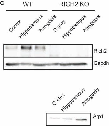 Western Blot GAPDH Antibody (1D4) - BSA Free
