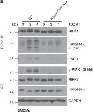 Western Blot: GAPDH Antibody (1D4) [NB300-221] - S166 phosphorylation facilitates necrosome formation.a BMDMs from mice of the indicated genotypes were treated with TNF (T; 10 ng ml−1), SMAC mimetic (S (Birinapant); 1 µM) & Z-VAD-FMK (Z) for 0, 2 & 4 h. RIPK1 immunoprecipitates & total cell lysates (input) were analyzed by immunoblotting with the indicated antibodies. b BMDMs from mice of the indicated genotypes were treated with TNF (T; 10 ng ml−1), SMAC mimetic (S (Birinapant); 1 µM) & Z-VAD-FMK (Z) for 2 & 4 h. Lysates were processed under non-reducing conditions & analyzed for presence of MLKL by immunoblot. c BMDMs from mice of the indicated genotypes were treated with LPS (L; 100 ng ml−1) & Z- VAD-FMK (Z) for 13 & 15 h. Lysates were processed under non-reducing or reducing conditions & analyzed by immunoblot using the indicated antibodies. d BMDMs from mice of the indicated genotypes were treated with Poly(I:C) (P; 0.5 μg ml−1) & Z-VAD-FMK (Z) for 13 & 15 h. Lysates were processed under non-reducing or reducing conditions & analyzed by immunoblot using the indicated antibodies. a, c Representative data of three independent experiments is shown. b, d Representative data of two independent experiments is shown. Image collected & cropped by CiteAb from the following publication (//pubmed.ncbi.nlm.nih.gov/32269263), licensed under a CC-BY license. Not internally tested by Novus Biologicals.