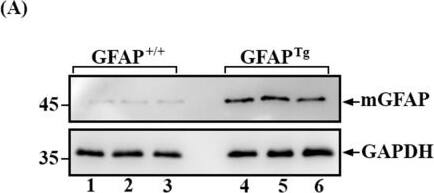 Western Blot: GAPDH Antibody (1D4) [NB300-221] - Upregulation & accumulation of the endogenous mouse GFAP in the GFAPTg mice.Urea-soluble fractions prepared from whole brains of GFAP+/+ wild type (A, lanes 1–3) & GFAPTg (A, lanes 4–6) mice were analyzed by immunoblotting using the anti-mouse GFAP antibody. Immunoblots probed with anti-GAPDH antibody was used as a loading control. Note that the endogenous mouse GFAP was significantly increased in the GFAPTg mice (A, lanes 4–6) compared to wild type controls (A, lanes 1–3). Approximate molecular weight markers (in kDa) were shown on the left. The distributions of human GFAP in relation to the endogenous mouse GFAP in brain sections of wild type (GFAP+/+, B) & GFAPTg (C-H) mice were visualized by double-label immunofluorescence microscopy using anti-mouse GFAP & SMI-21 antibodies. The immunofluorescence for human GFAP was in the green channel (C & F), whereas the counterstaining for mouse GFAP was in the red channel (D & G). Merged images showed the superimposition of both the green & red signals, with overlapping area appearing yellow (B, E, & H). Nuclei were revealed by staining with DAPI (B, E, & H). In wild type mice, normal appearance of GFAP in astrocytes was readily stained with the anti-mouse GFAP antibody (B), with very little staining with the SMI-21 antibody. Conversely, GFAPTg mice showed numerous Rosenthal fiber-like GFAP aggregates in the granular cell layer of the cerebellum (C-E) & the pial surface of the cortex (F-H), which were immunopositive for both mouse & human GFAP. Bar, 10 μm. Image collected & cropped by CiteAb from the following publication (//dx.plos.org/10.1371/journal.pone.0180694), licensed under a CC-BY license. Not internally tested by Novus Biologicals.