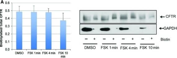 Western Blot: GAPDH Antibody (1D4) [NB300-221] - Effect of forskolin on the surface expression of CFTR. (A) Quantitation & representative blot of cell surface biotinylation of CFTR in HEK‐CFTR cells that were treated with forskolin (FSK; 10 μmol/L) for 1, 4, & 10 min. GAPDH was used as a control to determine if there was any contamination of biotinylated protein in the nonbiotinylated fractions (Ab: monoclonal mouse‐anti‐CFTR‐C & anti‐GAPDH; 1:1000 & 1:2000 dilution, respectively; estimated sizes: for CFTR: 165 kDa & GAPDH: 36 kDa). (B) Effect of FSK on CFTR location in live HEK‐CFTR cells. Cells grown in 35‐mm glass‐bottom dishes were stained as described in the Methods. Images were captured before & after the treatment of FSK as time series. Snapshots at 0, 1, 4, & 10 min are shown. Green: CFTR; red: WGA; & blue: Dapi. White arrows: colocalization of CFTR & WGA; green arrows: CFTR vesicles. n ≥3 for all experiments. Image collected & cropped by CiteAb from the following publication (//pubmed.ncbi.nlm.nih.gov/25263207), licensed under a CC-BY license. Not internally tested by Novus Biologicals.
