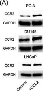 Western Blot: GAPDH Antibody (1D4) [NB300-221] - CCL2 increases not only CCL22 but also CCR2 & CCR4A. Prostate cancer cells are treated with CCL2 (30 ng/ml) for 24 h, & western blot for CCR2 is performed. B. Prostate cancer cells are treated with CCL2, CCL17, & CCL22 (30 ng/ml) for 24 h, & western blot for CCR4 is performed. C. Prostate cancer cells are co-cultured with U937 or U937-M cells for 24 h, & western blot for CCR4 is performed. D. Prostate cancer cells are placed in transwell inserts & treated with CCL17 & CCL22 (0–30 ng/ml). After 24-h incubation, PC-3 & DU145 cells that had migrated through the membrane are stained. The mean optical density (OD) value is read using a microreader at 595 nm. Migration of LNCaP cells is assessed with a wound-healing assay. Adjustments of brightness, contrast, & size are applied to the whole images of western blot-based analyses without elimination of any information present in the original, including backgrounds. Data are presented as mean ± SD. All experiments are performed in triplicate, & mean values are shown. *p < 0.05, **p < 0.01, ***p < 0.001. Image collected & cropped by CiteAb from the following publication (//pubmed.ncbi.nlm.nih.gov/28039457), licensed under a CC-BY license. Not internally tested by Novus Biologicals.