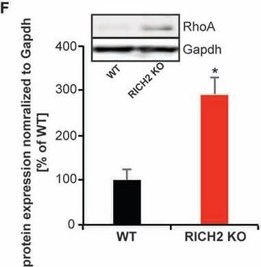 Western Blot: GAPDH Antibody (1D4) [NB300-221] - Altered Rho GTPase signaling in amygdala of RICH2 KO mice. (A) Comparison between the GTPase activating protein (GAP) activity of the P2 lysates from WT & RICH2 KO mice. The GAP activity is measured in nmoles/min/mg of small G-protein. First a standard curve is made using the absorbance of KH2PO4 at different concentrations, later the absorbance of WT & RICH2 KO lysates are plotted on the graph. The GAP activity is higher for WT lysates compared to RICH2 KO lysates. (B) In the presence of the small G protein RhoA, the absorbance of WT lysates is higher than that of RICH2 KO lysate, which indicates that RICH2 is acting as a GAP for RhoA in amygdala. (C) There is no difference between the absorbance of WT & RICH2 KO lysates in the presence of RAC1 & CDC42 (D,E) Like RAC1 & CDC42, RAS p21 is not a target G protein for RICH2 in amygdala as there is no difference in the absorbance of WT & RICH2 KO lysates in the presence of RAS p21. (F) Western blot analysis of amygdala P2 lysates reveals that expression of RhoA is significantly higher in RICH2 KO lysates, in comparison with WT lysates (Unpaired t-test, p = 0.0508, n = 3). (G,H) Western blot analysis revealed no alteration in the expressions of Rac1 (G) & Cdc42 (H) between WT & RICH2 KO using amygdala P2 lysates. Image collected & cropped by CiteAb from the following publication (//journal.frontiersin.org/article/10.3389/fnmol.2017.00180/full), licensed under a CC-BY license. Not internally tested by Novus Biologicals.
