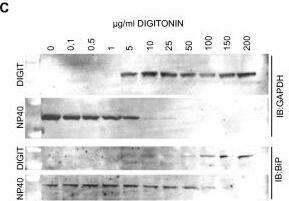 Western Blot: GAPDH Antibody (1D4) [NB300-221] - Optimization of digitonin concentration for the extraction of cytosolic proteins. (A) HEK293 cells were plated at a density of 4 × 105 cells per well of a 12 well plate & were harvested 48 hours later. Cells were then lysed in 400 μl of buffer containing digitonin at the concentration indicated. Following centrifugation & collection of the supernatant the remaining cell pellet was further extracted in NP40 lysis buffer. An aliquot of each extract was then analysed by 4-12% SDS PAGE (Invitrogen #NP0322) followed by staining with Coomassie blue. (B) The concentration of protein in each extract was determined by colorimetric protein assay (Pierce #23232) & the results were plotted to demonstrate that total protein extracted was the same regardless of the starting concentration of digitonin. (C) Extracted proteins from each fraction were analyzed by Western blot using an anti GAPDH antibody (NOVUS Biologicals #300-221B) as a marker of the cytosol & an anti BiP antibody (SIGMA # G918) as a marker of the endoplasmic reticulum. Image collected & cropped by CiteAb from the following publication (//pubmed.ncbi.nlm.nih.gov/20003239), licensed under a CC-BY license. Not internally tested by Novus Biologicals.