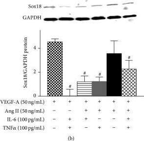 Western Blot: GAPDH Antibody (1D4) [NB300-221] - Ang II counteracts IL-6 or TNF alpha  inhibition of EC differentiation: the combined effects of Ang II, IL-6, & TNF alpha  on VEGF-A-stimulated differentiation of MSCs into ECs were examined. TNF alpha R, IL-6R, AT2R, & VEGFR-2 mRNA expression was analyzed by RT-PCR (n = 3) (a). Sox18 protein levels were measured by Western blot analysis (n = 3) (b). Expression of EC markers was determined by FACS analysis, & a representative grid is shown (n = 3-4) ((c)–(h)). Endothelial tube formation was examined using an angiogenesis assay (n = 3) ((d)–(i)). Experiments were performed with samples taken from independent BM-MSC cultures from separate microswine. HUVECs were excluded from statistical analyses. Data are shown as mean ± SD. ∗p < 0.05 versus naïve MSCs, #p < 0.05 MSCs treated with VEGF-A versus VEGF-A plus Ang II cotreatment, &    alpha p < 0.05 versus MSCs treated with VEGF-A & Ang II versus VEGF-A & Ang II plus IL-6 and/or TNF alpha . Image collected & cropped by CiteAb from the following publication (//pubmed.ncbi.nlm.nih.gov/26106428), licensed under a CC-BY license. Not internally tested by Novus Biologicals.