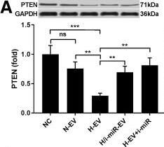 Western Blot: GAPDH Antibody (1D4) [NB300-221] - N-EV & H-EV treatment promote macrophage M2 polarization by delivering miR-21-5p that targets PTEN. a, western blot analysis of PTEN protein expression level in induced macrophages. H/i-miR-EV, monocytes were induced with the presence of EV secreted by miR-21-5p-inhibited, hypoxia pre-challenged MSCs; H-EV + i-miR, monocytes were transfected with miR-21-5p inhibitor-expressing vector before induction with the presence of H-EV. Macrophages induced without MSC-EV were used as negative control (NC). b, c, flow cytometry determining the percentage of CD163+CD206+ cells among total CD68+ cells after induction. N-EV + O/E PTEN or H-EV + O/E PTEN, monocytes were transfected with PTEN overexpressing vector before N-EV or H-EV treatment, respectively. d–f, western blot detecting Akt & STAT3 protein expression as well as their activating phosphorylation (p-Ser473 for Akt & p-tyr705 for STAT3) in macrophages after induction. g–i, ELISA evaluating IL-10, TGF-beta  & VEGF-alpha  in macrophage culture medium after induction. Macrophages induced with the presence of N-EV were used as negative control in b–i. Tukey’s test was used for statistical analysis. *, p < 0.05; **, p < 0.01; ***, p < 0.001; ****, p < 0.0001 Image collected & cropped by CiteAb from the following publication (//pubmed.ncbi.nlm.nih.gov/30736829), licensed under a CC-BY license. Not internally tested by Novus Biologicals.