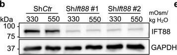 Western Blot: GAPDH Antibody (1D4) [NB300-221] - Stable knockdown of Ift88 or Kif3a inhibits formation of NP cell primary cilia. (a) Ift88 mRNA levels in NP cells transduced with control (ShCtr) or two different ShIft88 clones were measured by qRT-PCR to confirm the knockdown (n ≥ 5). (b) Western blot image showing significant reduction of IFT88 protein levels after the knockdown of Ift88. (c) Densitometry analyses of Western blots confirm significant knockdown of IFT88 (n ≥ 5). (d–f) qRT-PCR, Western blot, & corresponding densitometry analyses, show significant downregulation of KIF3A after stable knockdown using two different ShKif3a clones (n ≥ 4). (g) Acetylated  alpha -tubulin immunofluorescence staining after lentiviral transduction of ShIft88 or ShKif3a shows inhibition of primary cilia formation in majority of rat NP cells. Scale bar = 75 μm. White arrowheads point to primary cilia. (h,i) Quantitation of percentage of NP cells with primary cilia & primary cilium length after stable silencing of Ift88 or Kif3a (n = 3; at least 150 cells/group). Data are represented as scatter plots (mean ± SEM). ns = not significant. One-way ANOVA or Kruskal-Wallis test with Sidak’s, Holm-Sidak’s, or Dunn’s multiple comparison test was used based on the distribution of the data to determine statistical significance. For statistical comparison of the percentages of NP cells with primary cilia, Fisher’s exact test was used. Western blot images were cropped & acquired under same experimental conditions. See Supplementary Fig. S1–1 for un-cropped Western blot images. Image collected & cropped by CiteAb from the following publication (//pubmed.ncbi.nlm.nih.gov/31664118), licensed under a CC-BY license. Not internally tested by Novus Biologicals.