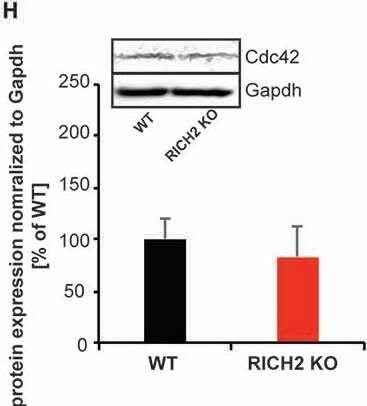 Western Blot: GAPDH Antibody (1D4) [NB300-221] - Altered Rho GTPase signaling in amygdala of RICH2 KO mice. (A) Comparison between the GTPase activating protein (GAP) activity of the P2 lysates from WT & RICH2 KO mice. The GAP activity is measured in nmoles/min/mg of small G-protein. First a standard curve is made using the absorbance of KH2PO4 at different concentrations, later the absorbance of WT & RICH2 KO lysates are plotted on the graph. The GAP activity is higher for WT lysates compared to RICH2 KO lysates. (B) In the presence of the small G protein RhoA, the absorbance of WT lysates is higher than that of RICH2 KO lysate, which indicates that RICH2 is acting as a GAP for RhoA in amygdala. (C) There is no difference between the absorbance of WT & RICH2 KO lysates in the presence of RAC1 & CDC42 (D,E) Like RAC1 & CDC42, RAS p21 is not a target G protein for RICH2 in amygdala as there is no difference in the absorbance of WT & RICH2 KO lysates in the presence of RAS p21. (F) Western blot analysis of amygdala P2 lysates reveals that expression of RhoA is significantly higher in RICH2 KO lysates, in comparison with WT lysates (Unpaired t-test, p = 0.0508, n = 3). (G,H) Western blot analysis revealed no alteration in the expressions of Rac1 (G) & Cdc42 (H) between WT & RICH2 KO using amygdala P2 lysates. Image collected & cropped by CiteAb from the following publication (//journal.frontiersin.org/article/10.3389/fnmol.2017.00180/full), licensed under a CC-BY license. Not internally tested by Novus Biologicals.