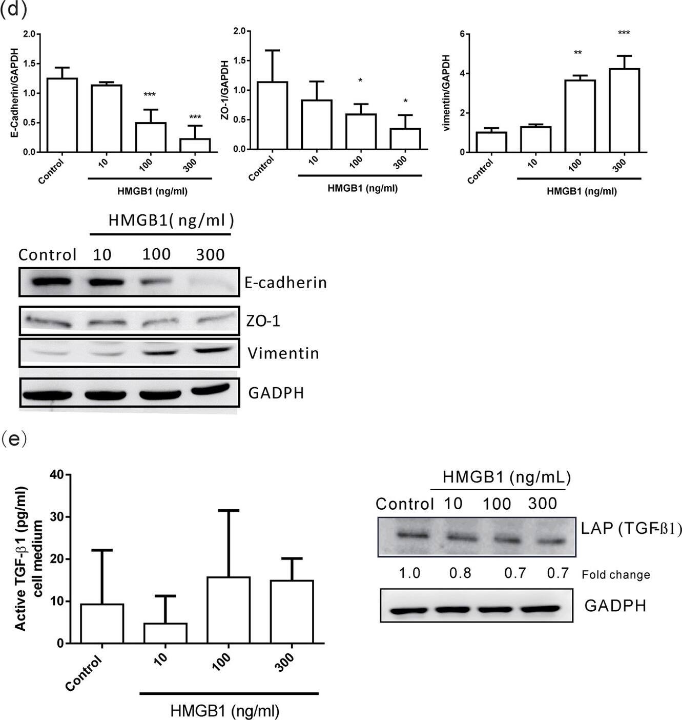 Western Blot: GAPDH Antibody (1D4) [NB300-221] - HMGB1-induced EMT in human airway epithelial cells.Human primary airway epithelial cells & BEAS-2B cells were treated with different doses of HMGB1 for mRNA analysis at different time points, & at 24 h for protein analysis. E-cadherin, ZO-1, & vimentin mRNA expression was detected by real-time quantitative PCR in (a) human primary airway epithelial cells & (c) in BEAS-2B cells after HMGB1 treatment (300 ng/mL) for 24 h. E-cadherin, ZO-1, & vimentin protein expression in (b) human primary airway epithelial cells andBEAS-2B cells (d) was assessed by western blot analysis. Data are expressed as mean ± SD (n = 3–5). *p < 0.05, **p < 0.01, ***p < 0.001, as compared with the control group. (e) TGF-beta 1 expression in cell lysate (LAP) was assessed by western blot analysis & in cell medium (active form) by ELISA. Quantification of protein expression was performed using ImageJ software. Data are expressed as mean ± S.D. (n = 4). In immunoblotting assay, gels have been run under the same experimental conditions. Then cropped blots were incubated with different primary antibodies for analysis of EMT markers expression. Original blots of (b) are presented in Supplementary Fig. 3. Image collected & cropped by CiteAb from the following publication (//pubmed.ncbi.nlm.nih.gov/26739898), licensed under a CC-BY license. Not internally tested by Novus Biologicals.