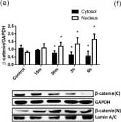 Western Blot: GAPDH Antibody (1D4) [NB300-221] - HMGB1-activated AKT/GSK3 beta / beta -catenin signaling pathways.(a) BEAS-2B cells were treated with different doses of HMGB1 for 10 min & expression of different proteins was detected by western blot. (b) BEAS-2B cells were treated with HMGB1 (300 ng/mL) for different periods & analyzed for expression of different proteins by western blot. (c) BEAS-2B cells were treated with HMGB1 (300 ng/mL) for different periods & analyzed for  beta -catenin expression by western blot. (d) BEAS-2B cells were treated with HMGB1 (300 ng/mL) for different periods & analyzed for  beta -catenin mRNA expression by real-time quantitative PCR. (e) BEAS-2B cells were treated with HMGB1 (300 ng/mL) for different periods & analyzed for nuclear & cytosolic  beta -catenin expression by western blot. (f) BEAS-2B cells were treated with 10 μM PI3K inhibitor (LY294002) & GSK-3 beta  inhibitor (SB415286) for 10 min, & then treated with HMGB1 (300 ng/mL) for 24 h.  beta -catenin expression was assessed by western blot analysis. Quantification of protein expression was performed using ImageJ software. Data are expressed as mean ± SD. *p < 0.05, **p < 0.01, as compared with the control group. #p < 0.05, as compared the HMGB1-treatment group. (A,B) (n = 4); (C–F) (n = 3). (g) Immunofluorescence staining of  beta -catenin (green) was detected by fluorescence microscopy. Data are expressed as mean ± SD (n = 4). *p < 0.05, as compared with the 0-min group. In immunoblotting assay, gels have been run under the same experimental conditions. Then cropped blots were incubated with different primary antibodies for analysis of signaling pathway. Image collected & cropped by CiteAb from the following publication (//pubmed.ncbi.nlm.nih.gov/26739898), licensed under a CC-BY license. Not internally tested by Novus Biologicals.