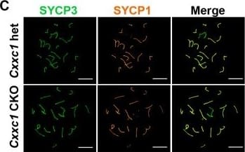 Immunocytochemistry/ Immunofluorescence SCP1 Antibody - BSA Free