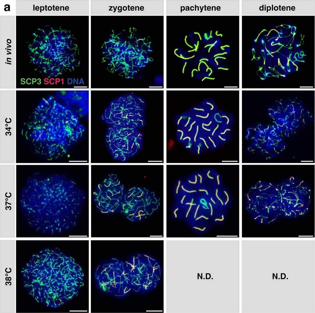 Immunocytochemistry/ Immunofluorescence SCP1 Antibody - BSA Free