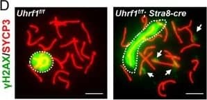 UHRF1 deficiency resulted in impaired meiotic recombination & defective pachynema.a Double immunofluorescence of SYCP3 (green) & DMC1 (red) in testicular spread preparations. b, c The number of DMC1 foci in zygotene stage (b) & pachytene stage (c). d Immunostaining for SYCP3 (red) &  gamma H2AX (green). e The percentage of abnormal  gamma H2AX foci in the pachytene stage. f Immunostaining for SYCP3 (red) & MLH1 (green). g The number of MLH1 foci in pachynema. h Immunostaining for SYCP3 (red) & H1t (green). i The percentage of spermatocytes with H1T staining. ***p ≤ 0.001; *p ≤ 0.05. Scale bar, 5 μm in a, d, f, h. Image collected & cropped by CiteAb from the following publication (//pubmed.ncbi.nlm.nih.gov/32081844), licensed under a CC-BY license. Not internally tested by Novus Biologicals.