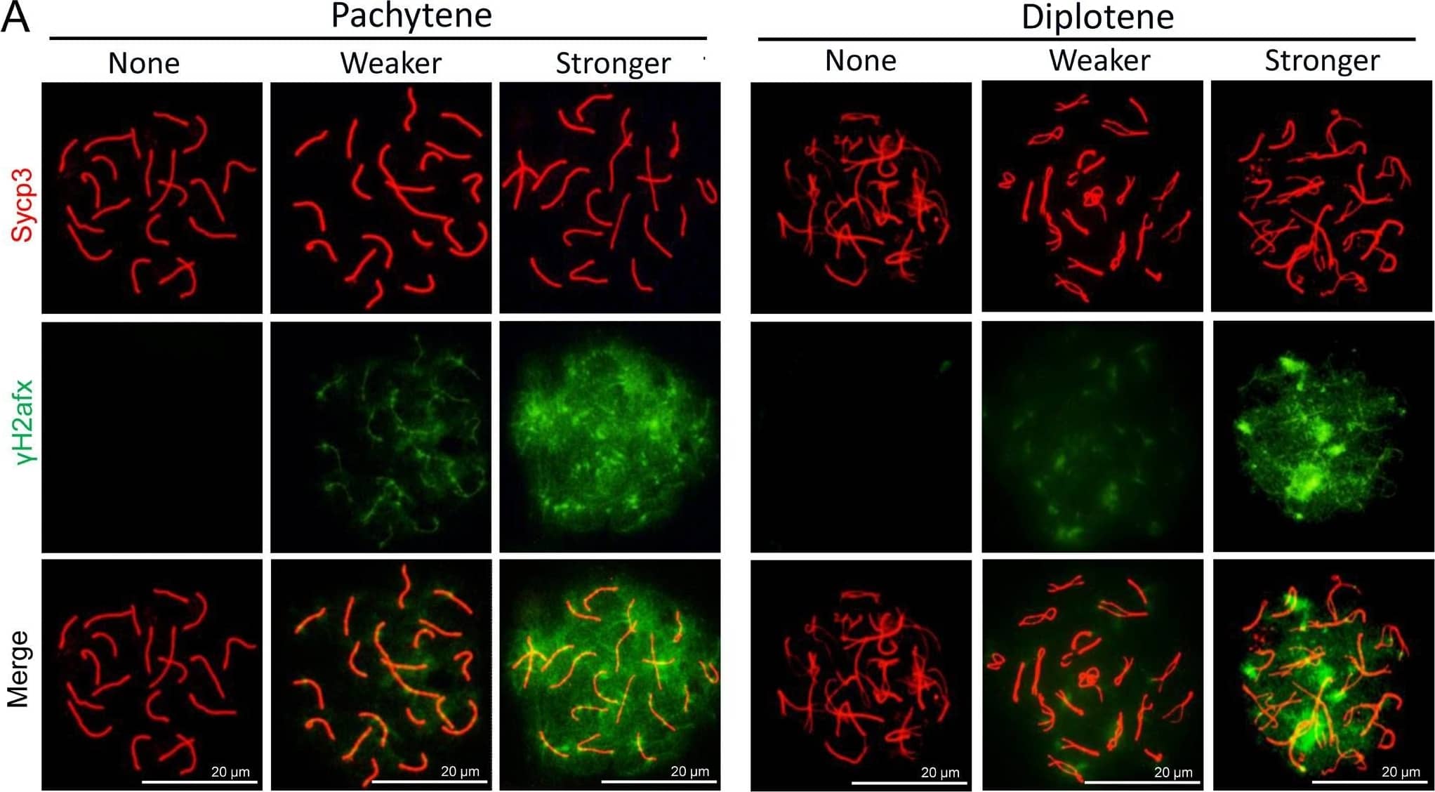 Immunocytochemistry/ Immunofluorescence: SCP3/SYCP3 Antibody - BSA Free [NB300-232] - The effect of MLT on the formation of DSBs in fetal oocytes. (A)The immunofluorescence with Sycp3 (red) &  gamma H2afx (green) in fetal oocytes. (B) The percentages of stronger, none & weaker  gamma H2afx signal in oocyte in all MPI stages (control: 77.60 ± 5.04%, 22.40 ± 5.04%; DEHP: 87.24 ± 4.02%, 12.46 ± 4.02%; DEHP+MLT: 56.03 ± 9.52%, 43.97 ± 9.52%). (C) The percentages of stronger, weaker & none staining of  gamma H2afx in pachytene & diplotene oocytes (control: 62.13 ± 3.37%, 35.92 ± 2.99%, 1.95 ± 0.78%; DEHP: 80.48 ± 1.53%, 17.41 ± 1.94%, 2.11 ± 0.78%; DEHP+MLT: 64.36 ± 2.39%, 35.64 ± 2.39%, 0.00 ± 0.00%). The results were presented as mean ± SEM. *P < 0.05, ** P < 0.01. Image collected & cropped by CiteAb from the following publication (//pubmed.ncbi.nlm.nih.gov/30591620), licensed under a CC-BY license. Not internally tested by Novus Biologicals.