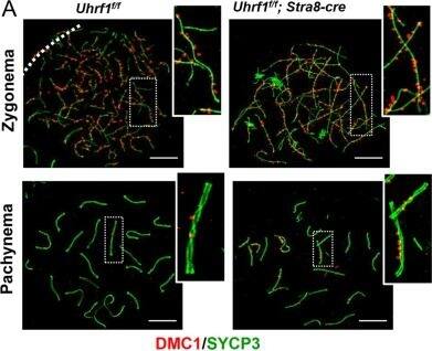 Immunocytochemistry/ Immunofluorescence: SCP3/SYCP3 Antibody - BSA Free [NB300-232] - UHRF1 deficiency resulted in impaired meiotic recombination & defective pachynema.a Double immunofluorescence of SYCP3 (green) & DMC1 (red) in testicular spread preparations. b, c The number of DMC1 foci in zygotene stage (b) & pachytene stage (c). d Immunostaining for SYCP3 (red) &  gamma H2AX (green). e The percentage of abnormal  gamma H2AX foci in the pachytene stage. f Immunostaining for SYCP3 (red) & MLH1 (green). g The number of MLH1 foci in pachynema. h Immunostaining for SYCP3 (red) & H1t (green). i The percentage of spermatocytes with H1T staining. ***p ≤ 0.001; *p ≤ 0.05. Scale bar, 5 μm in a, d, f, h. Image collected & cropped by CiteAb from the following publication (//pubmed.ncbi.nlm.nih.gov/32081844), licensed under a CC-BY license. Not internally tested by Novus Biologicals.