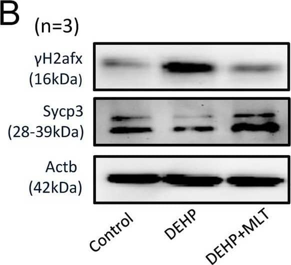 Western Blot: SCP3/SYCP3 Antibody - BSA Free [NB300-232] - Effects of MLT on meiotic progression & DSBs in DEHP-exposed fetal ovaries. (A) Morphology of 12.5 dpc ovaries cultured for 6 days in control, DEHP & DEHP+MLT group in vitro. (B) Western blot analyses of the expression of Sycp3 &  gamma H2afx protein in control, DEHP, & DEHP+MLT groups. (C) Relative expression level of genes Sycp3 & Trp53 in control, DEHP & DEHP+MLT groups. The results were presented as mean ± SEM. *P < 0.05, ** P < 0.01. Image collected & cropped by CiteAb from the following publication (//pubmed.ncbi.nlm.nih.gov/30591620), licensed under a CC-BY license. Not internally tested by Novus Biologicals.