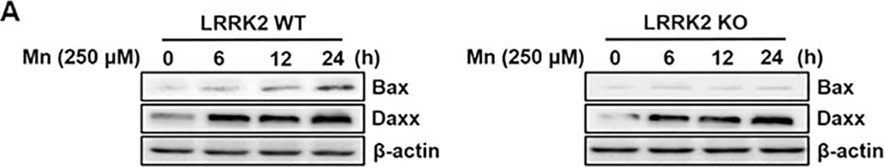 Western Blot: LRRK2 Antibody - BSA Free [NB300-268] - LRRK2 deletion attenuates Mn-induced pro-apoptotic protein levels.(A) After cells (LRRK2 WT & LRRK2 KO) were exposed to Mn (250 μM) for up to 24 h, total protein was extracted & followed by western blot analysis to determine protein levels of Bax & Daxx.  beta -actin was used as a loading control. (B) The expression levels of Bax & Daxx modulated by Mn were quantified relative to its control levels in LRRK2 WT & KO cells. **, p < 0.01; ***, p < 0.001 (one-way ANOVA followed by Tukey’s post hoc test; n = 3). The data shown are representative of 3 independent experiments. Image collected & cropped by CiteAb from the following publication (//pubmed.ncbi.nlm.nih.gov/30645642), licensed under a CC-BY license. Not internally tested by Novus Biologicals.