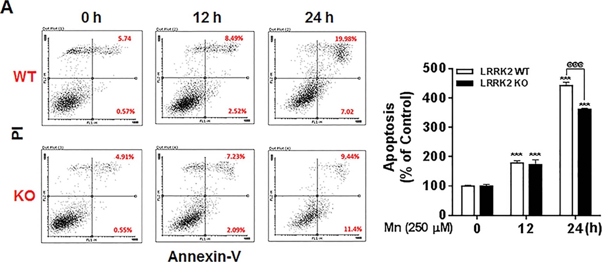 Flow Cytometry: LRRK2 Antibody - BSA Free [NB300-268] - Deletion of LRRK2 attenuates Mn-induced apoptosis & cell death in RAW 264.7 cells.(A) LRRK2 WT or KO RAW 264.7 cells were treated with Mn (250 μM) for the designated times, followed by flow cytometry analysis to determine Mn-induced apoptosis. Both early & late apoptotic cells (Q2 & Q3) were measured. (B) At the end of Mn exposure, cell viability was determined by MTT assay. @@@, p < 0.001; ###, p < 0.001; ***, p < 0.001 compared to the control (one-way ANOVA followed by Tukey’s post hoc test; n = 3, for apoptosis assay; n = 6, for MTT assay). The data shown are representative of 3 independent experiments. Image collected & cropped by CiteAb from the following publication (//pubmed.ncbi.nlm.nih.gov/30645642), licensed under a CC-BY license. Not internally tested by Novus Biologicals.