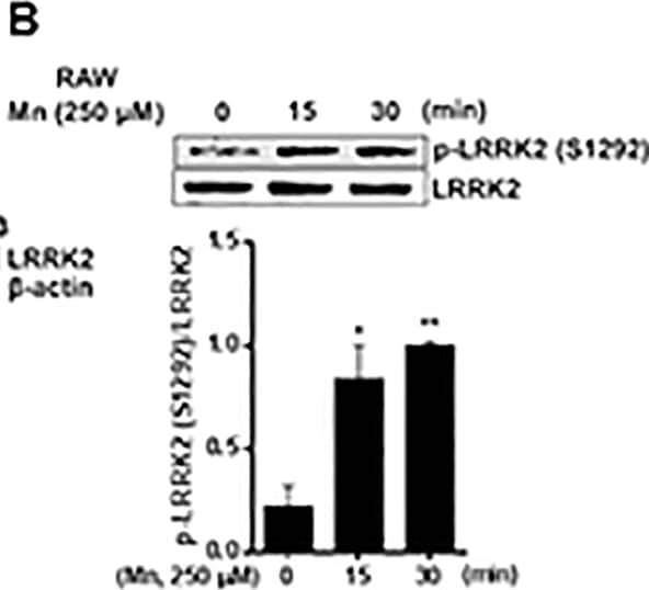 Western Blot: LRRK2 Antibody - BSA Free [NB300-268] - Mn increases LRRK2 kinase activity & expression in RAW 264.7 & HMC3 cells.(A) Two-hundred (200) μg of protein were collected from cell lysates, followed by western blot analysis to determine the presence of LRRK2 in LRRK2 WT, KO RAW 264.7 & HMC3 cells.  beta -actin was used as a loading control. (B,C) LRRK2 WT or HMC3 cells were treated with Mn (250 μM) for the designated times, followed by protein extraction & western blot analysis as described in the Methods section. Protein levels of LRRK2 & phosphorylated LRRK2 (S1292) in LRRK2 WT RAW 264.7 (B) & HMC3 (C) cells were quantified. (D,E) Effect of Mn on LRRK2 mRNA levels in LRRK2 WT RAW 264.7 (D) & HMC3 (E) cells were assessed as described in the Methods section. GAPDH was used as a loading control. (F) After pre-treatment with LRRK2 inhibitors GSK (1 μM) & MLi-2 (50 nM) for 90 min, RAW 264.7 cells were exposed to Mn (250 μM) for 20 min, followed by western blot analysis to detect phosphorylation of LRRK2 (S1292). ###, p < 0.001; *, p < 0.05; **, p < 0.01; ***, p < 0.001 compared to the control (one-way ANOVA followed by Tukey’s post hoc test; n = 3). The data shown are representative of 3 independent experiments. Image collected & cropped by CiteAb from the following publication (//pubmed.ncbi.nlm.nih.gov/30645642), licensed under a CC-BY license. Not internally tested by Novus Biologicals.