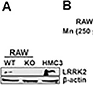 Western Blot: LRRK2 Antibody - BSA Free [NB300-268] - Mn increases LRRK2 kinase activity & expression in RAW 264.7 & HMC3 cells.(A) Two-hundred (200) μg of protein were collected from cell lysates, followed by western blot analysis to determine the presence of LRRK2 in LRRK2 WT, KO RAW 264.7 & HMC3 cells.  beta -actin was used as a loading control. (B,C) LRRK2 WT or HMC3 cells were treated with Mn (250 μM) for the designated times, followed by protein extraction & western blot analysis as described in the Methods section. Protein levels of LRRK2 & phosphorylated LRRK2 (S1292) in LRRK2 WT RAW 264.7 (B) & HMC3 (C) cells were quantified. (D,E) Effect of Mn on LRRK2 mRNA levels in LRRK2 WT RAW 264.7 (D) & HMC3 (E) cells were assessed as described in the Methods section. GAPDH was used as a loading control. (F) After pre-treatment with LRRK2 inhibitors GSK (1 μM) & MLi-2 (50 nM) for 90 min, RAW 264.7 cells were exposed to Mn (250 μM) for 20 min, followed by western blot analysis to detect phosphorylation of LRRK2 (S1292). ###, p < 0.001; *, p < 0.05; **, p < 0.01; ***, p < 0.001 compared to the control (one-way ANOVA followed by Tukey’s post hoc test; n = 3). The data shown are representative of 3 independent experiments. Image collected & cropped by CiteAb from the following publication (//pubmed.ncbi.nlm.nih.gov/30645642), licensed under a CC-BY license. Not internally tested by Novus Biologicals.