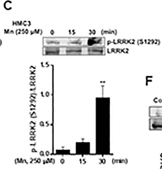 Western Blot: LRRK2 Antibody - BSA Free [NB300-268] - Mn increases LRRK2 kinase activity & expression in RAW 264.7 & HMC3 cells.(A) Two-hundred (200) μg of protein were collected from cell lysates, followed by western blot analysis to determine the presence of LRRK2 in LRRK2 WT, KO RAW 264.7 & HMC3 cells.  beta -actin was used as a loading control. (B,C) LRRK2 WT or HMC3 cells were treated with Mn (250 μM) for the designated times, followed by protein extraction & western blot analysis as described in the Methods section. Protein levels of LRRK2 & phosphorylated LRRK2 (S1292) in LRRK2 WT RAW 264.7 (B) & HMC3 (C) cells were quantified. (D,E) Effect of Mn on LRRK2 mRNA levels in LRRK2 WT RAW 264.7 (D) & HMC3 (E) cells were assessed as described in the Methods section. GAPDH was used as a loading control. (F) After pre-treatment with LRRK2 inhibitors GSK (1 μM) & MLi-2 (50 nM) for 90 min, RAW 264.7 cells were exposed to Mn (250 μM) for 20 min, followed by western blot analysis to detect phosphorylation of LRRK2 (S1292). ###, p < 0.001; *, p < 0.05; **, p < 0.01; ***, p < 0.001 compared to the control (one-way ANOVA followed by Tukey’s post hoc test; n = 3). The data shown are representative of 3 independent experiments. Image collected & cropped by CiteAb from the following publication (//pubmed.ncbi.nlm.nih.gov/30645642), licensed under a CC-BY license. Not internally tested by Novus Biologicals.