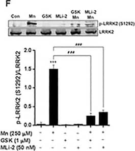 Western Blot: LRRK2 Antibody - BSA Free [NB300-268] - Mn increases LRRK2 kinase activity & expression in RAW 264.7 & HMC3 cells.(A) Two-hundred (200) μg of protein were collected from cell lysates, followed by western blot analysis to determine the presence of LRRK2 in LRRK2 WT, KO RAW 264.7 & HMC3 cells.  beta -actin was used as a loading control. (B,C) LRRK2 WT or HMC3 cells were treated with Mn (250 μM) for the designated times, followed by protein extraction & western blot analysis as described in the Methods section. Protein levels of LRRK2 & phosphorylated LRRK2 (S1292) in LRRK2 WT RAW 264.7 (B) & HMC3 (C) cells were quantified. (D,E) Effect of Mn on LRRK2 mRNA levels in LRRK2 WT RAW 264.7 (D) & HMC3 (E) cells were assessed as described in the Methods section. GAPDH was used as a loading control. (F) After pre-treatment with LRRK2 inhibitors GSK (1 μM) & MLi-2 (50 nM) for 90 min, RAW 264.7 cells were exposed to Mn (250 μM) for 20 min, followed by western blot analysis to detect phosphorylation of LRRK2 (S1292). ###, p < 0.001; *, p < 0.05; **, p < 0.01; ***, p < 0.001 compared to the control (one-way ANOVA followed by Tukey’s post hoc test; n = 3). The data shown are representative of 3 independent experiments. Image collected & cropped by CiteAb from the following publication (//pubmed.ncbi.nlm.nih.gov/30645642), licensed under a CC-BY license. Not internally tested by Novus Biologicals.