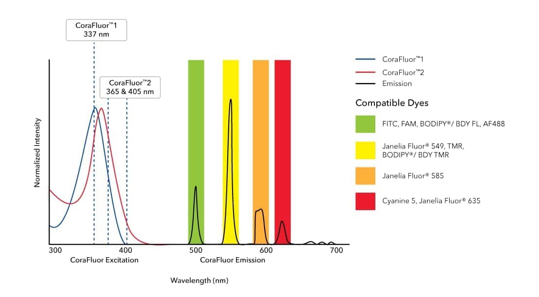 CoraFluor™  1, amine reactive (Catalog:7920) and CoraFluor™  2, amine reactive (Catalog # 7950) are terbium-based probes that have been developed for use as TR-FRET donors. They emit wavelengths compatible with commonly used fluorescent acceptor dyes such as BODIPY® (or BDY) and Janelia Fluor® dyes, FITC (Catalog # 5440), TMR and Cyanine 5 (Catalog # 5436). CoraFluor™ fluorescence is brighter and more stable in biological media than existing TR-FRET donors, leading to enhanced sensitivity and improved data generation. CoraFluor™  1 exhibits excitation upon exposure to a 337 nm UV laser.