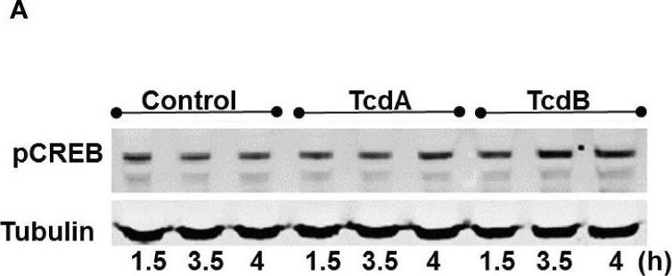 C. difficile toxins increases the levels of phosphorylated CREB, which are involved in EGCs death induced by these toxins in vitro. (A) Representative Western Blot images showing phosphorylated CREB and tubulin (loading control) protein expression. (B) levels of pCREB (mean +/- s.e.m.) measured by ELISA in EGCs challenged with TcdA and TcdB for 4h. (C) Cell death analyzed by RealTime-Glo annexin V apoptosis assay (mean +/- s.e.m, n=6) in enteroglial cell (EGC/PK060399) challenged with TcdA and TcdB for 18 h in the presence and/or absence of 0.5 uM 666-15 (a CREB inhibitor) and 300 uM ATL313 (an A2a-selective adenosine receptor agonist), added one hour prior to C. difficile toxin challenge. (B, C) One-way ANOVA followed by Turkey test was used. These experiments are from two different replicates. ***p<0.0001, **p<0.001. Image collected and cropped by CiteAb from the following open publication (//pubmed.ncbi.nlm.nih.gov/36726986), licensed under a CC-BY license. Not internally tested by Novus Biologicals.