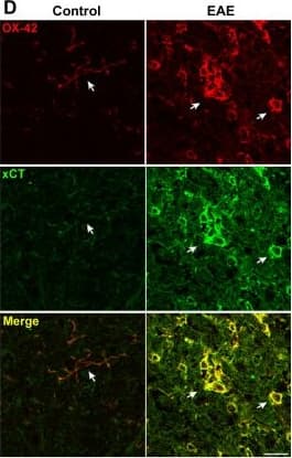 Immunocytochemistry/ Immunofluorescence: xCT Antibody - BSA Free [NB300-317] - xCT expression is increased in the CNS of rats with EAE. A. Histogram showing the neurological score during the course of acute EAE induced in Lewis rats by immunization with myelin basic protein. The peak of neurological disability was at day 14 post-immunization, which was selected for obtaining tissue samples. B. xCT mRNA (left) & protein (right) expression in spinal cord from control & acute EAE rats, as assessed by qPCR & Western blot analysis. Data are referred to mean expression level of controls (n = 5-6). C. Double immunofluorescence for xCT (green) & OX-42 (red), a marker of microglia & infiltrating macrophages. OX42+ cells express high xCT levels in acute EAE. Both meninges (asterisk in top) & infiltrating cells (bottom) in inflammatory foci show high levels of xCT in rat spinal cord with EAE as compared to controls. D. Microglial cells (OX42+ cells) of EAE rats have higher xCT levels in spinal cord than controls. Notice the difference between resting microglia in control rats, with ramified morphology (arrows in control) & microglia in EAE showing round shaped morphology, characteristic of its activated state (arrows in EAE). Scale bar = 20 μm.E. xCT mRNA (left) & protein (right) expression in spinal cord from control & chronic EAE mice, assessed by qPCR & Western blot analysis. Data are referred to mean expression level of controls (n = 5). Image collected & cropped by CiteAb from the following publication (//jneuroinflammation.biomedcentral.com/articles/10.1186/1742-2094-8-63), licensed under a CC-BY license. Not internally tested by Novus Biologicals.