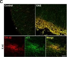 Immunocytochemistry/ Immunofluorescence: xCT Antibody - BSA Free [NB300-317] - xCT expression is increased in the CNS of rats with EAE. A. Histogram showing the neurological score during the course of acute EAE induced in Lewis rats by immunization with myelin basic protein. The peak of neurological disability was at day 14 post-immunization, which was selected for obtaining tissue samples. B. xCT mRNA (left) & protein (right) expression in spinal cord from control & acute EAE rats, as assessed by qPCR & Western blot analysis. Data are referred to mean expression level of controls (n = 5-6). C. Double immunofluorescence for xCT (green) & OX-42 (red), a marker of microglia & infiltrating macrophages. OX42+ cells express high xCT levels in acute EAE. Both meninges (asterisk in top) & infiltrating cells (bottom) in inflammatory foci show high levels of xCT in rat spinal cord with EAE as compared to controls. D. Microglial cells (OX42+ cells) of EAE rats have higher xCT levels in spinal cord than controls. Notice the difference between resting microglia in control rats, with ramified morphology (arrows in control) & microglia in EAE showing round shaped morphology, characteristic of its activated state (arrows in EAE). Scale bar = 20 μm.E. xCT mRNA (left) & protein (right) expression in spinal cord from control & chronic EAE mice, assessed by qPCR & Western blot analysis. Data are referred to mean expression level of controls (n = 5). Image collected & cropped by CiteAb from the following publication (//jneuroinflammation.biomedcentral.com/articles/10.1186/1742-2094-8-63), licensed under a CC-BY license. Not internally tested by Novus Biologicals.