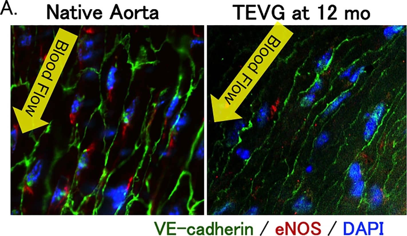 Immunocytochemistry/ Immunofluorescence eNOS Antibody - BSA Free