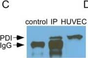 Western Blot: Protein Disulfide Isomerase/P4HB Antibody (RL90) [NB300-517] - Cell surface PDI associated with GC-A & GC-B.A. & C. Proteins were pulled down with anti GC-A or anti GC-B antibodies from HUVEC or HMC membrane preparations & detected with anti-PDI antibody (RL90)compared to control IP (no anti GC-A or anti GC-B antibody) & non-immunoprecipitated proteins from HMC & HUVEC. B. Co-localization of PDI (red) & GC-A (green) in HUVEC. D. Co-localization of PDI (green) & GC-B (red) in HMC. Image collected & cropped by CiteAb from the following publication (//dx.plos.org/10.1371/journal.pone.0112986), licensed under a CC-BY license. Not internally tested by Novus Biologicals.