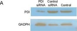 Western Blot: Protein Disulfide Isomerase/P4HB Antibody (RL90) [NB300-517] - Down regulated PDI attenuates CNP-mediated cGMP activation in HMCs.A. Western blotting with RL90 antibody shows partial knockdown of PDI in HMCs. B. Effect of PDI knockdown on cGMP activation. Data are expressed as mean+SEM vs control cells without PDI siRNA treatment (*P≤0.05). C. PDI inhibition by RL90 decreases ANP, BNP & CNP-mediated cGMP generation in HMC (*p≤0.05). (Error bars, +SD from 3 independent experiments, samples were triplicated in each experiment). Image collected & cropped by CiteAb from the following publication (//dx.plos.org/10.1371/journal.pone.0112986), licensed under a CC-BY license. Not internally tested by Novus Biologicals.